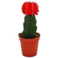 Exotenherz - Gymnocalycium mihanovichii - cactus de fresa - rojo - maceta de 5-5 cm.